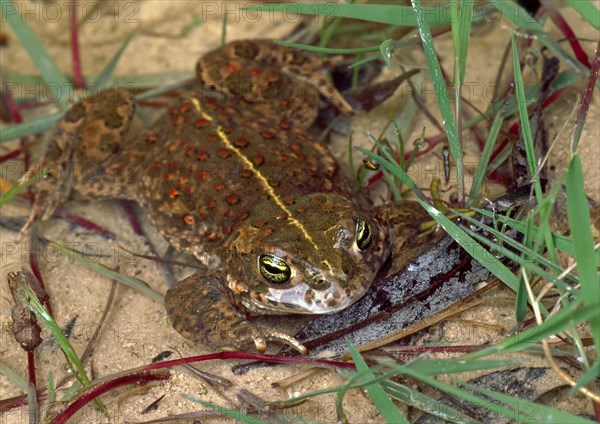 Natterjack Toad