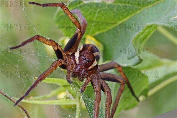 Edged hunting spider