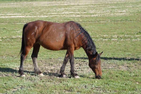 Maremma horse