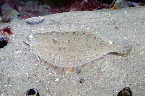 European flounder