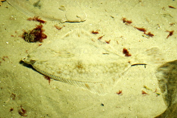 European flounder