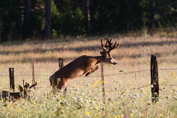 Mule Deer