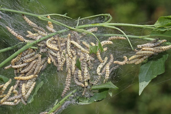 Spider moth