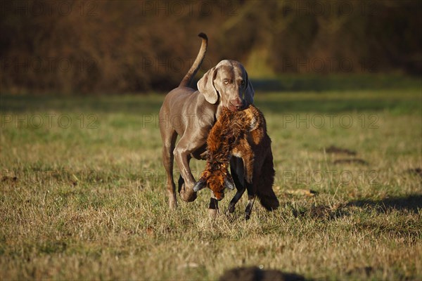 Weimaraner