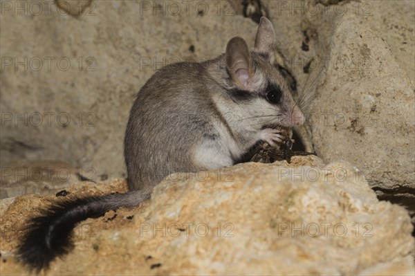 Asian garden dormouse