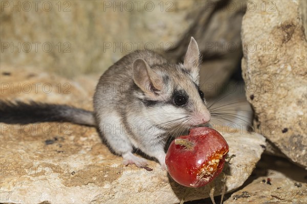 Asian garden dormouse