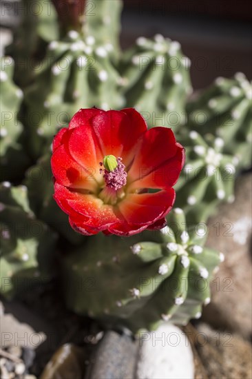 Echinocereus inermis