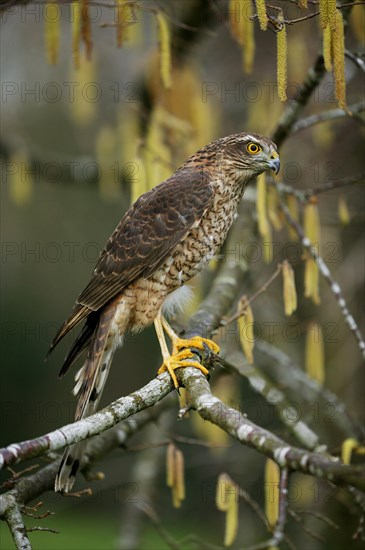 European Sparrowhawk