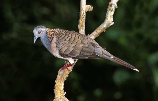 Bar-Shouldered Dove