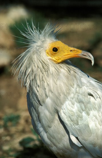 Egyptian Vulture