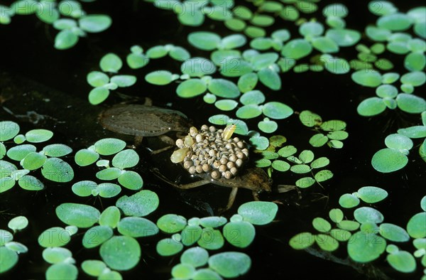 Water bug