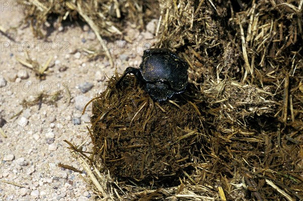 Dung beetle rolling dung ball