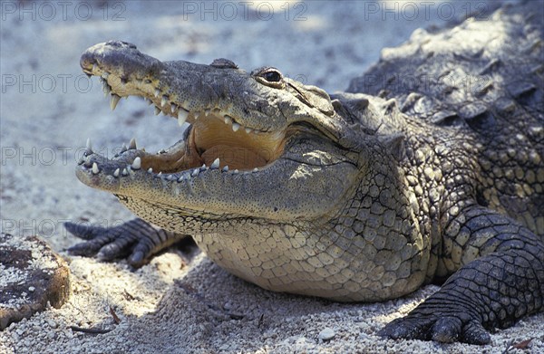 MORELET'S CROCODILE crocodilus moreletii