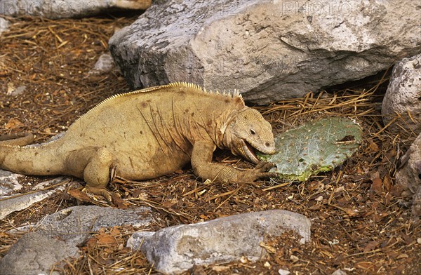 Galapagos Land Iguana