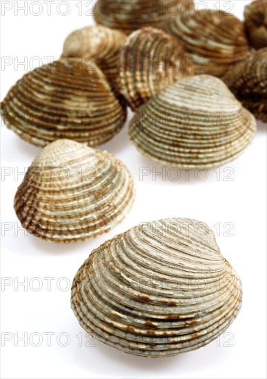 Shell