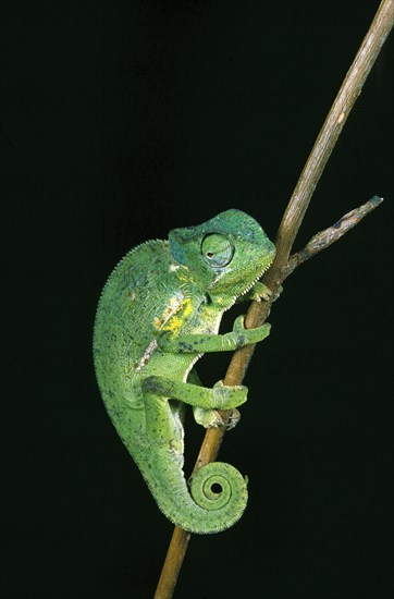 Flap necked chameleon