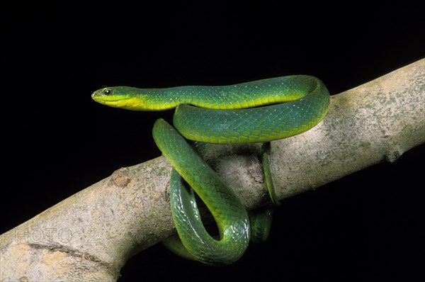 Green snake