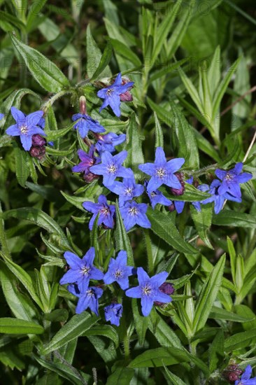 Purple saxifrage