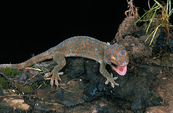 Tokay gecko