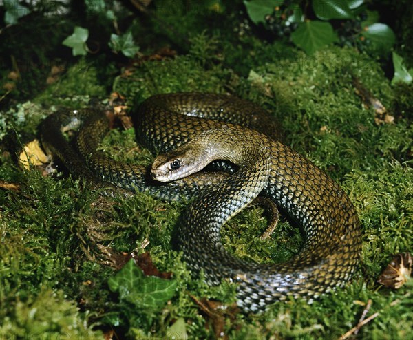 Montpellier snake