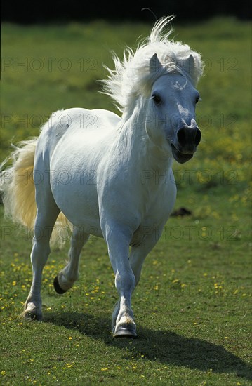 SHETLAND PONY