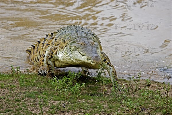 ORINOCO CROCODILE