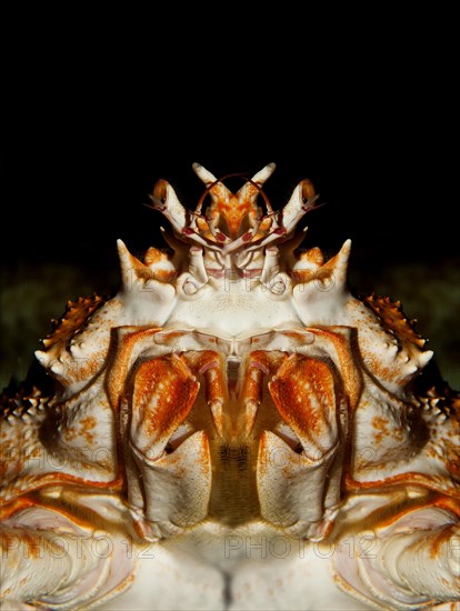 Japanese Spider Crab