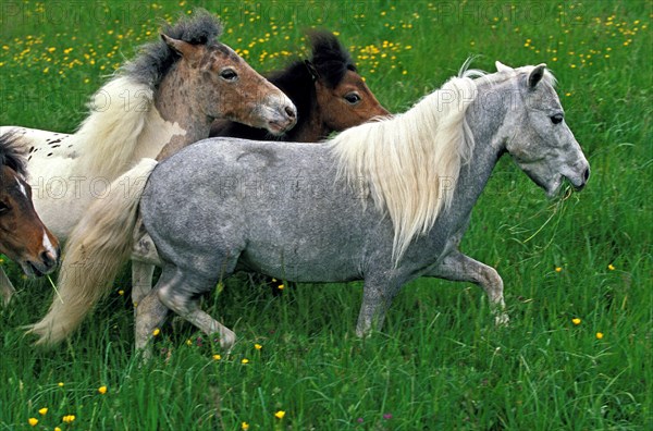 American miniature horse