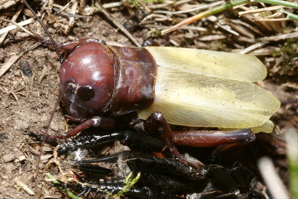 Field cricket