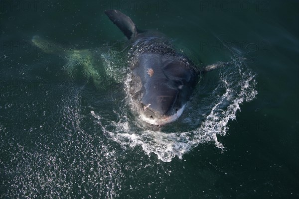 Great white shark