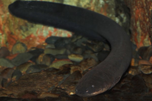 Electric Eel