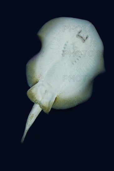 Yellow stingray