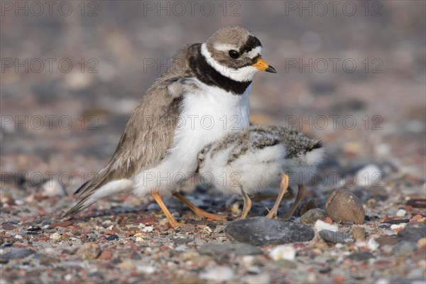 Ringed plover