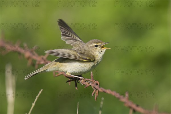 Common chiffchaff