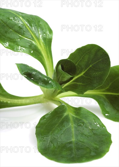 Corn or Lamb's Lettuce