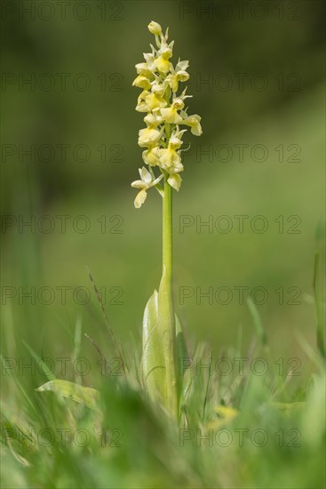 Pale pale orchid
