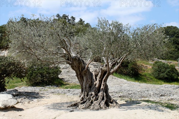 Olive tree