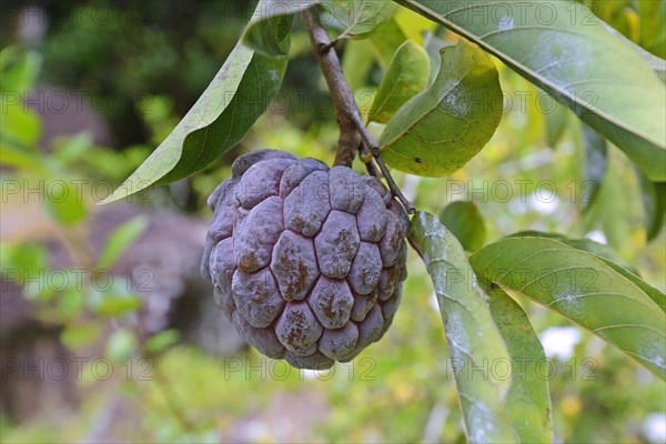 Fruit of the reticulata