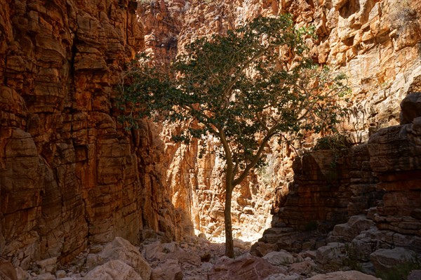 Tree in a gorge