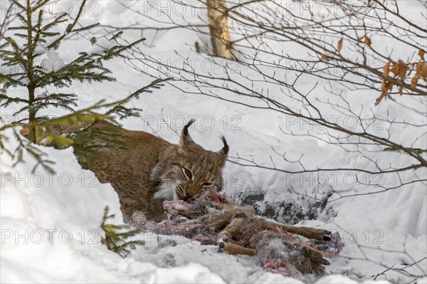 Eurasian lynx