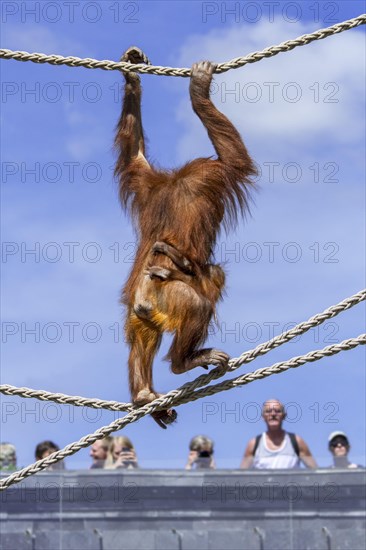 Sumatran orangutan