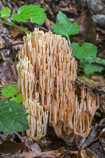 Strict-branch coral