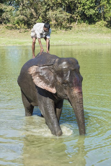 Mahout standing on the back of his Indian elephant