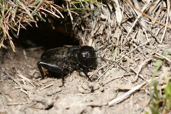 Field Cricket