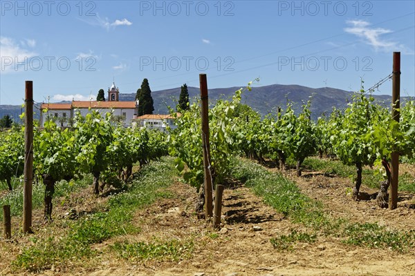 Grapevines