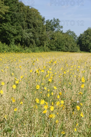 Rough hawksbeard