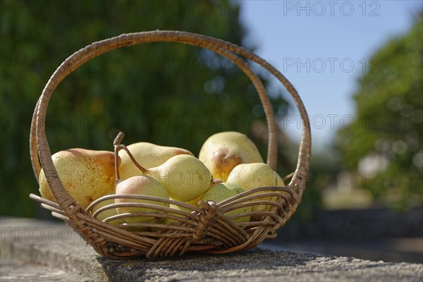 European Pear