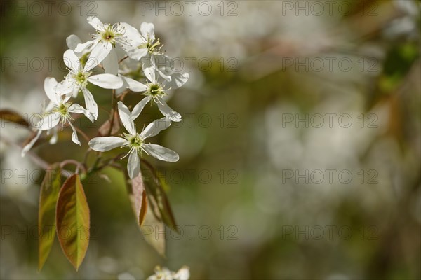 Flowers of the snowy mespilus