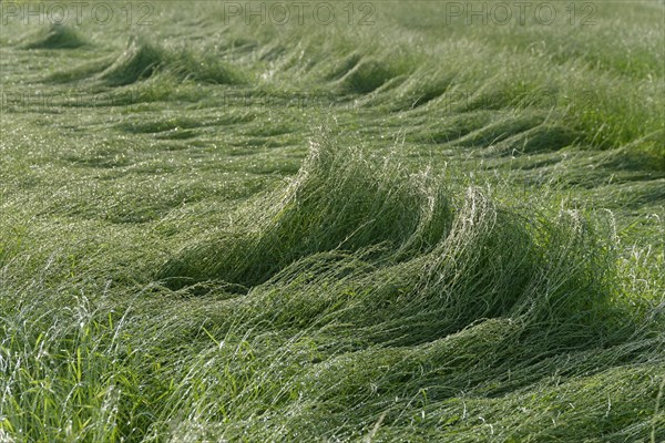 Field with perennial ryegrass