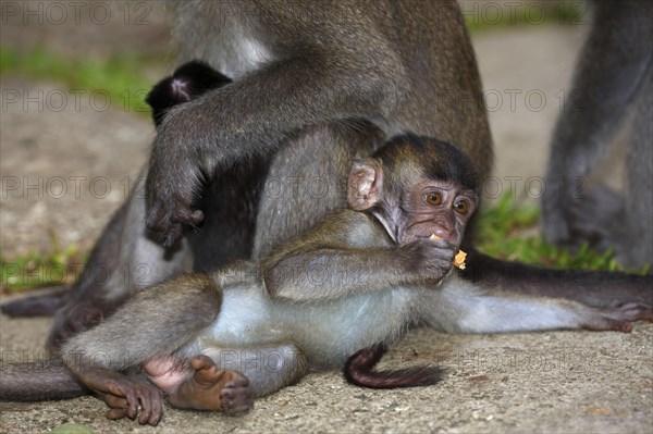 Crab-eating macaque